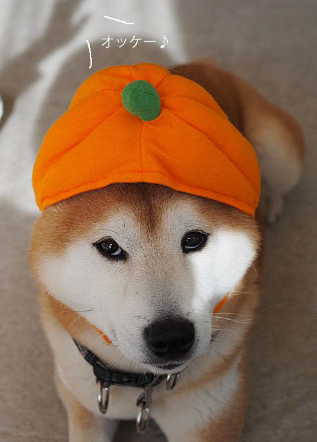 30日夜ブログ４