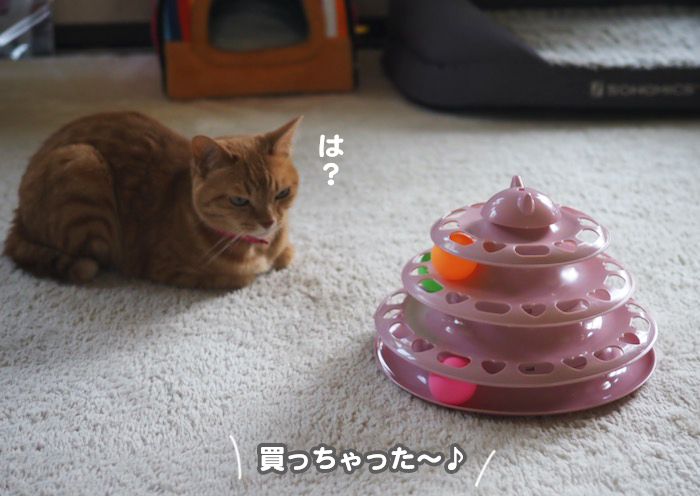 15日夕ブログ２