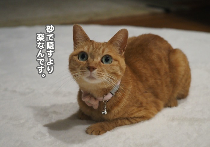 31日夕ブログ７