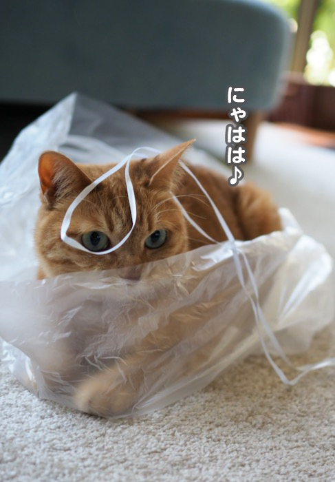 6日夕ブログ２
