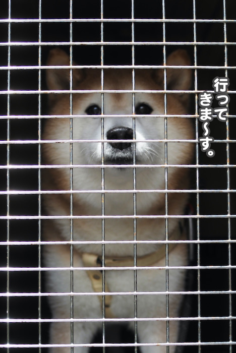 11日夕ブログ１１