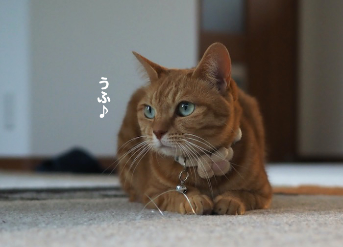 15日夜ブログ８