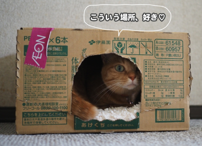 4日夕ブログ３