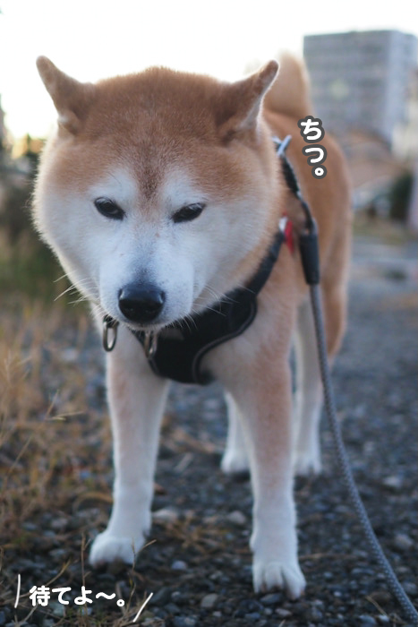 22日夕ブログ６