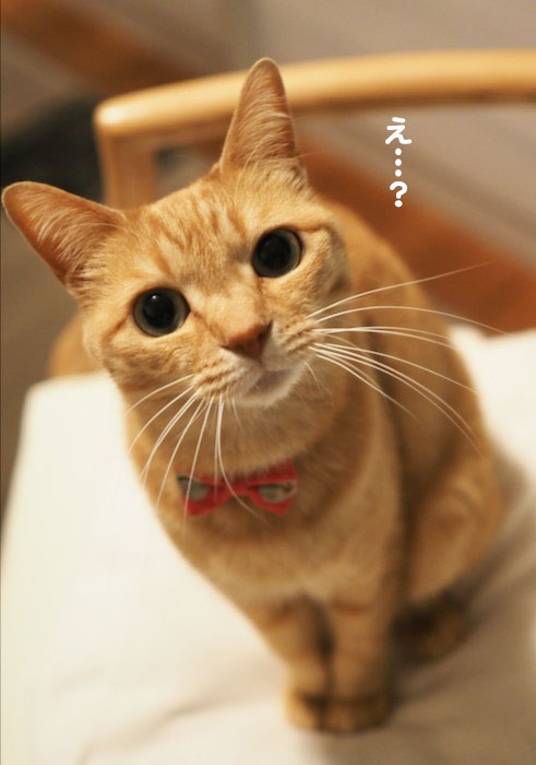 20日夜ブログ3
