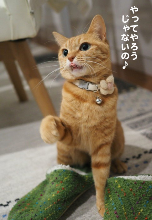 17日夕ブログ4