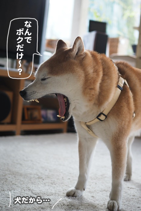 7日夕ブログ８