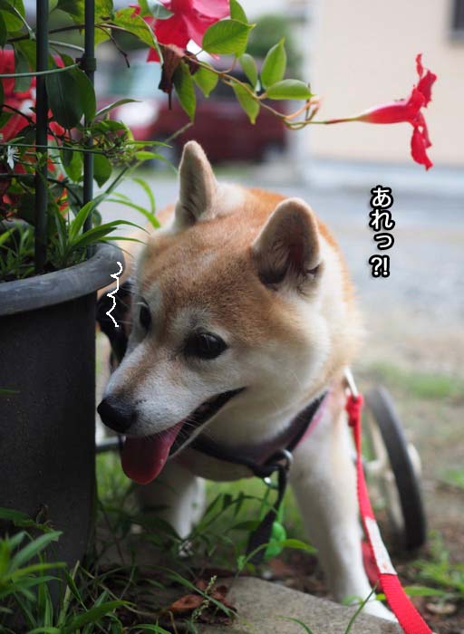13日夕ブログ２