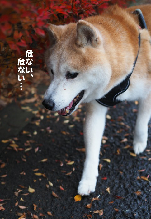 27日夕ブログ４