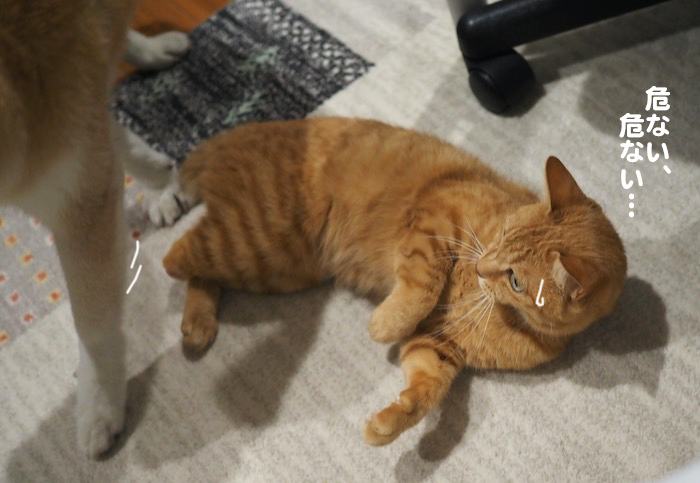 17日夕ブログ６