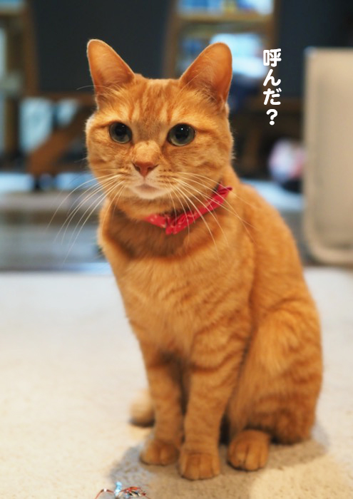 10日夕ブログ１４