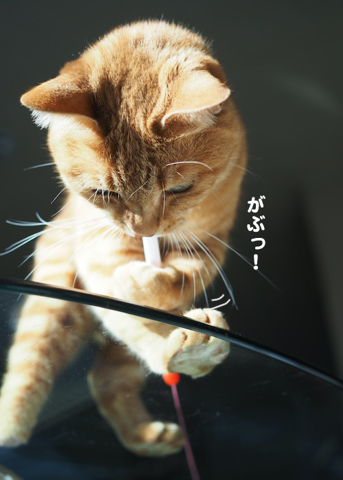 27日夕ブログ２
