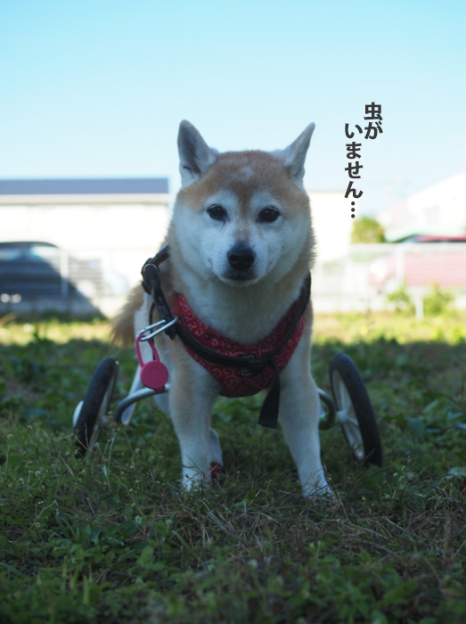 13日ブログ3