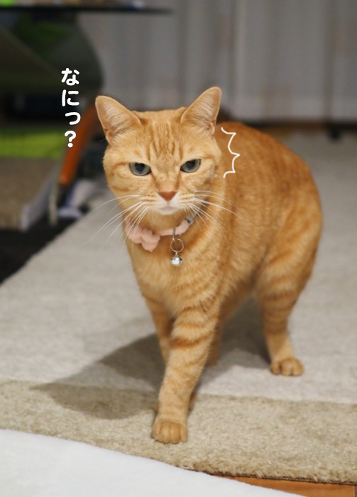11日夕ブログ５