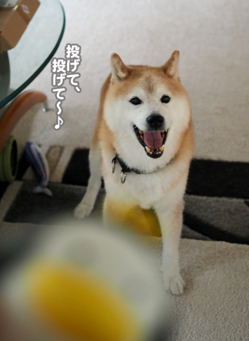 26日夕ブログ２