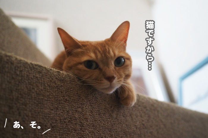 21日夕ブログ７