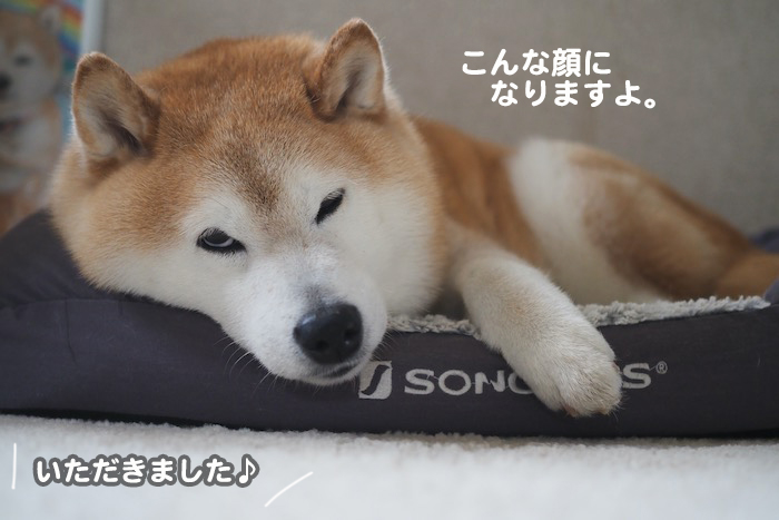 9日夕ブログ4