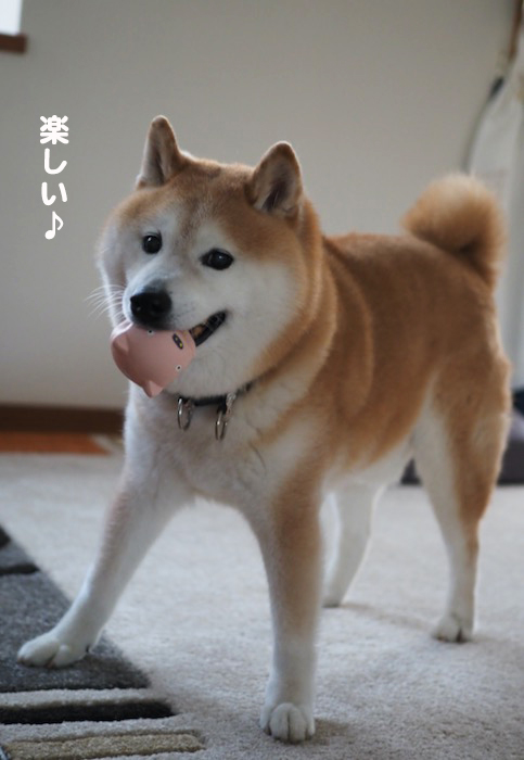 29日夕ブログ７