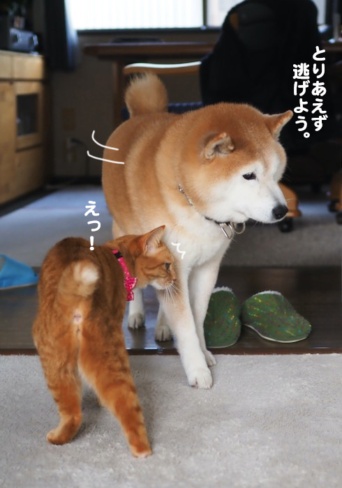 14日夕ブログ４