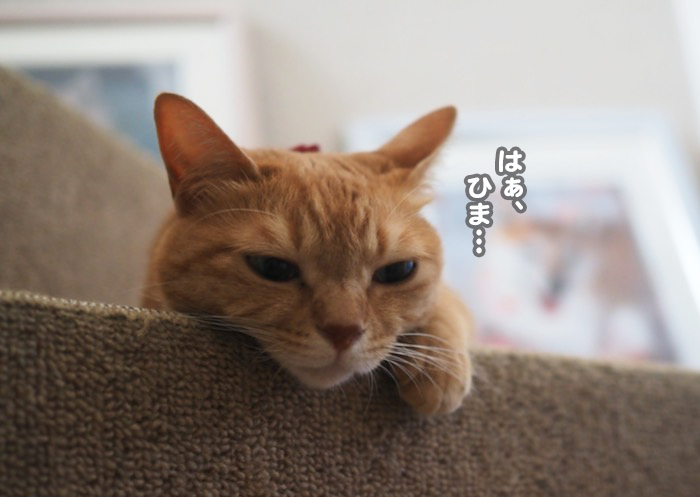 17日夕ブログ2