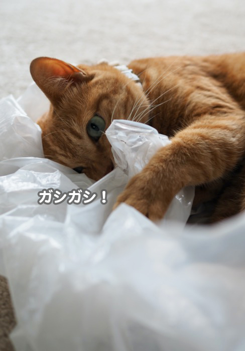 17日夕ブログ４
