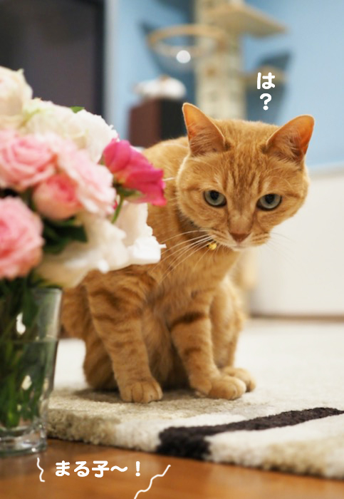 6日夕ブログ7