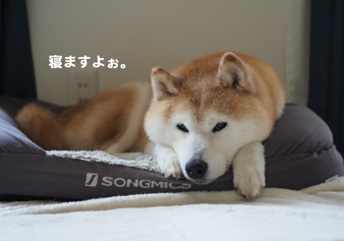 6日夕ブログ2