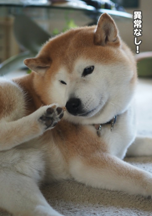 9日夕ブログ８