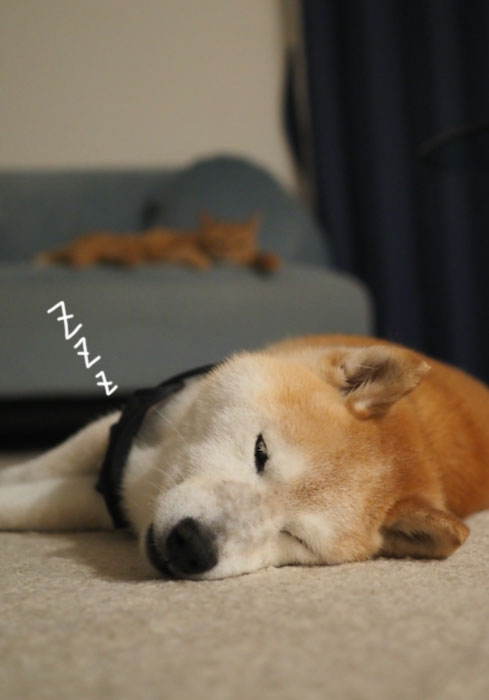 13日夕ブログ４