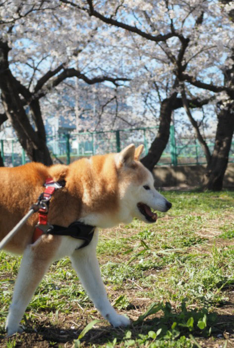 4日夕ブログ５