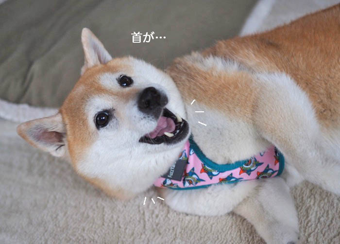 13日午後ブログ９