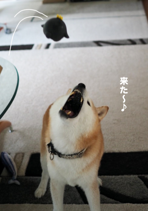 26日夕ブログ３