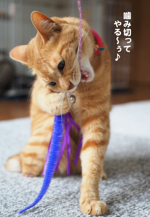 10日夕ブログ８