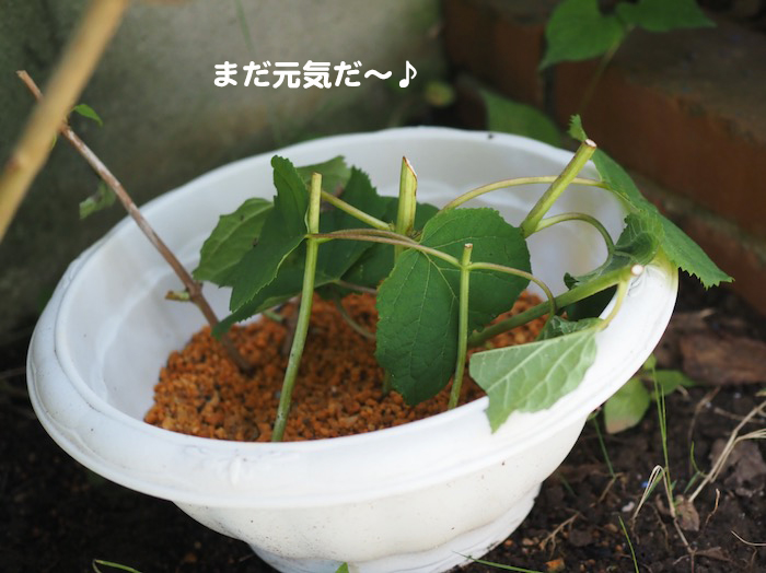 13日夕ブログ１４