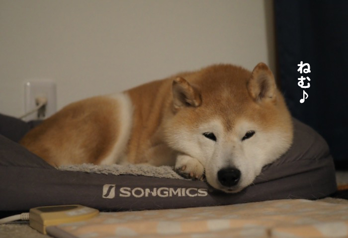 29日夕ブログ２