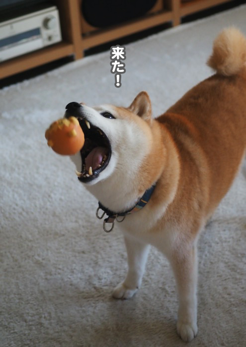 7日夕ブログ８