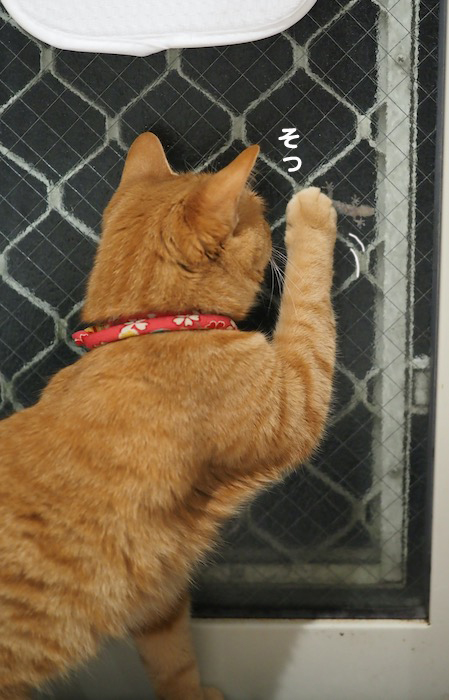 4日夕ブログ５