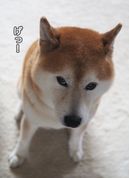16日夜ブログ３