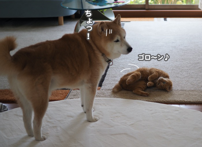 17日夕ブログ３