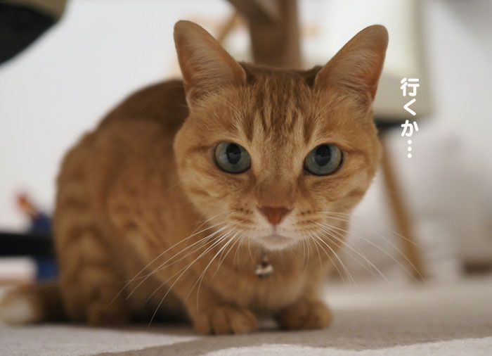8日夕ブログ4