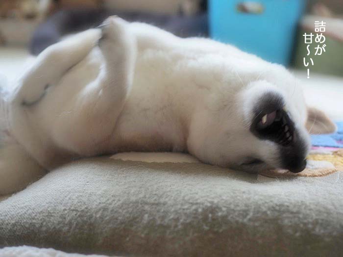 20日午後ブログ７