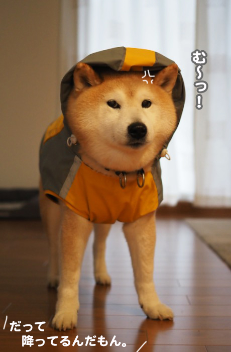 3日夕ブログ３