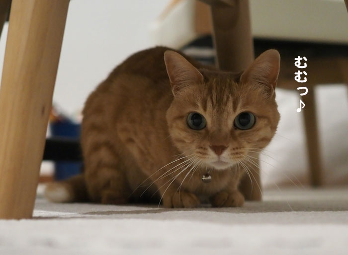 8日夕ブログ3