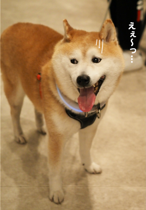 6日夕ブログ３