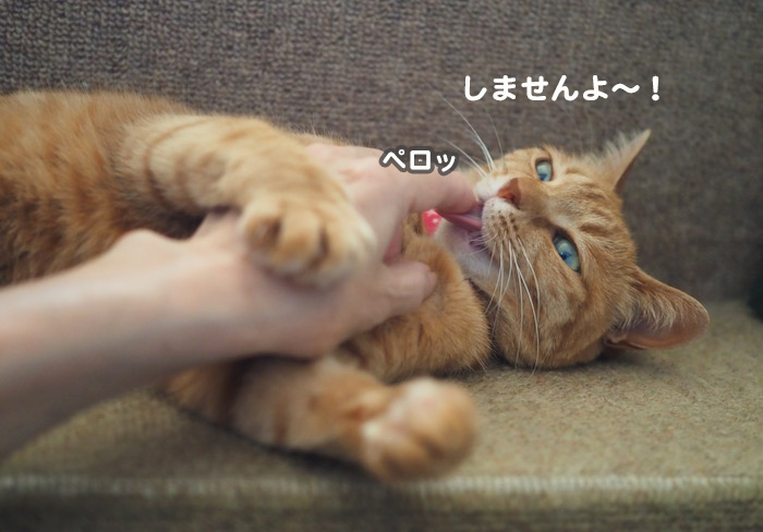 16日夕ブログ7