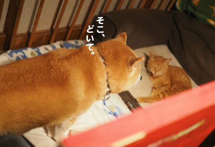 14日夕ブログ４