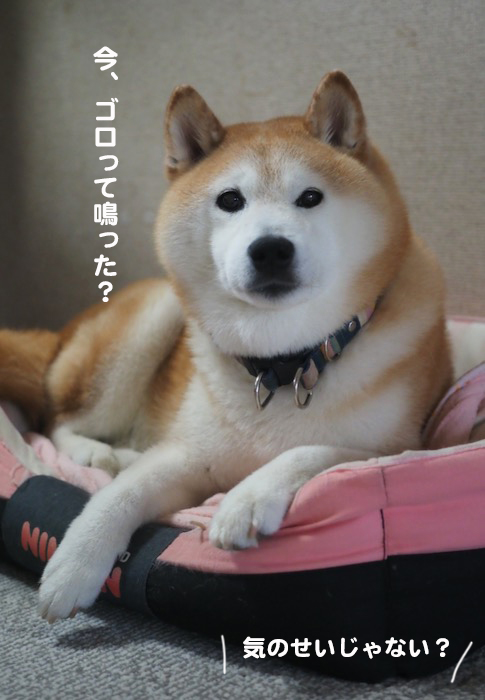 15日夕ブログ３