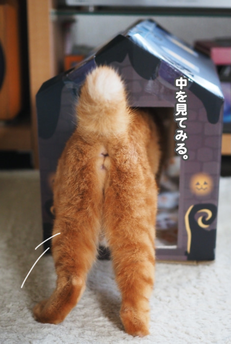 19日夕ブログ３