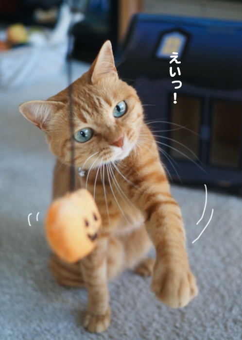 30日ブログ２