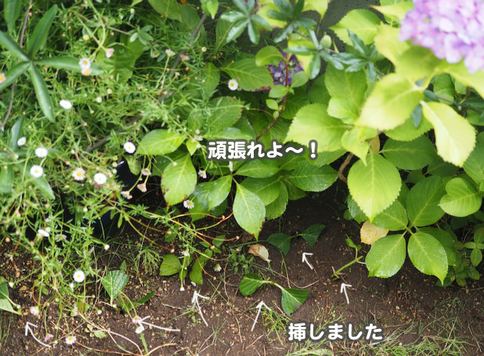 13日夕ブログ１３